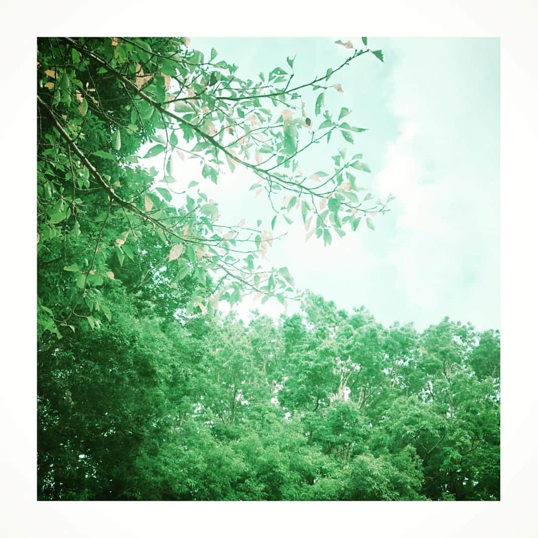 松雪泰子さんのインスタグラム写真 - (松雪泰子Instagram)「自然。。緑の中へ #皆さま無事でありますように」10月11日 17時49分 - yasukomatsuyuki_official