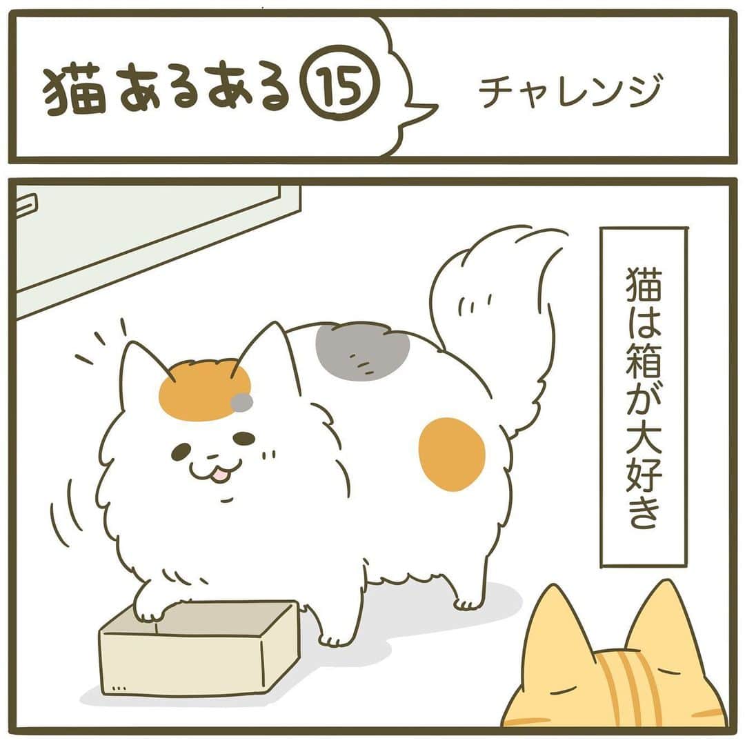 ライオン商事株式会社さんのインスタグラム写真 - (ライオン商事株式会社Instagram)「卵山玉子先生のマンガ連載📚 猫あるある15「チャレンジ」 ・ 箱に入りたがる姿が可愛いから、 家に箱が増えていきます。。。😅 ・ @lion_pet_cat ・ #ねこら部 #ねこ好きさんと繋がりたい #ねこすた #ねこすたぐらむ #ねこと暮らす #チャレンジ #猫マンガ #連載 #卵山玉子 @tamakotamagoyama」10月11日 17時50分 - lion_pet_cat