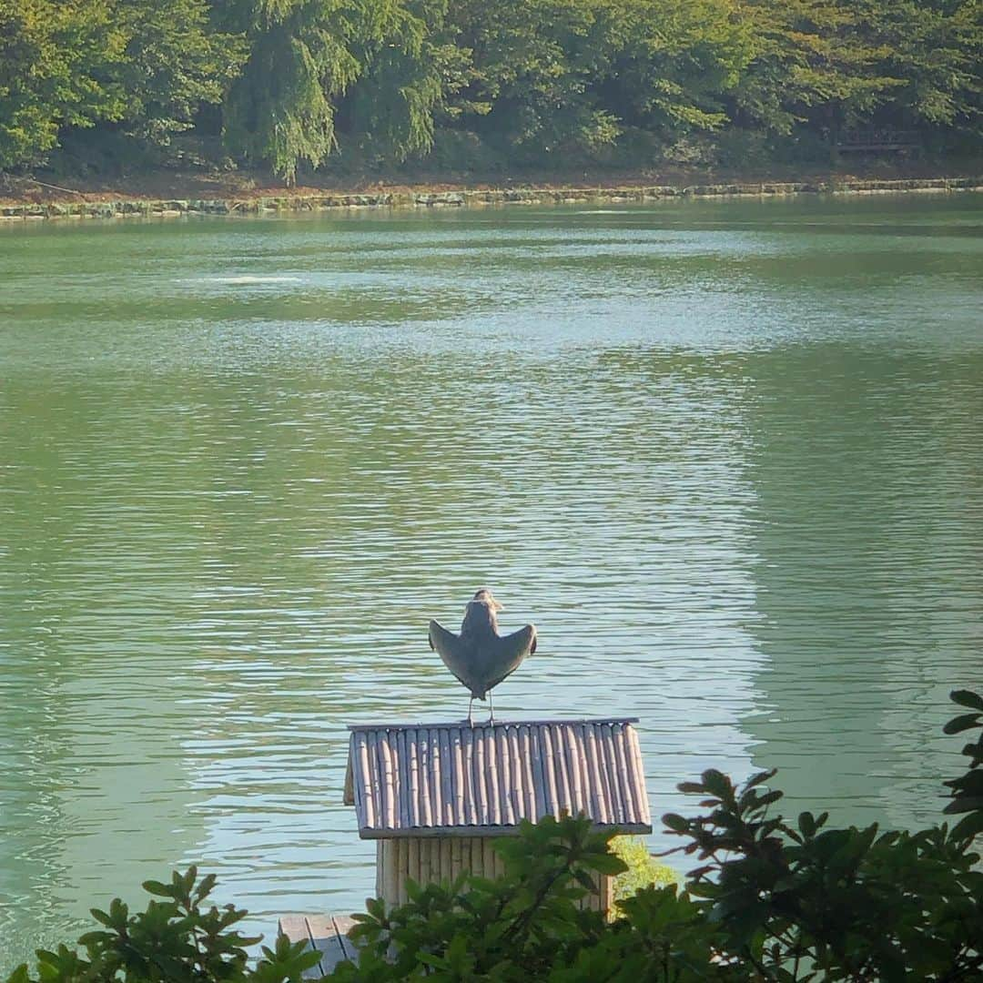 ハヌルさんのインスタグラム写真 - (ハヌルInstagram)「배불러서 산책하려구 들린 석촌호수엔 기여운 몬스터들이 떠있었고 새가 이상한포즈로 서있었..다..🐔🙊 . 에비뉴엘 들렸다가 피치씨 발굔 🍑🍑🍑🍑🍑🍑🍑🍑🍑」10月11日 18時07分 - haneulina