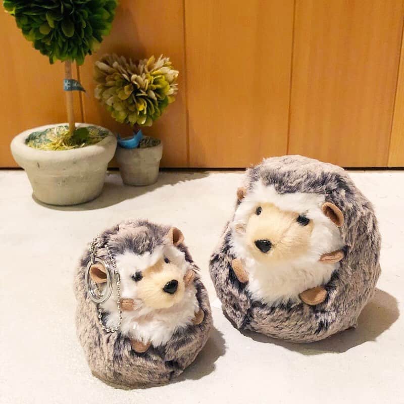 のインスタグラム：「関東店、名古屋店からのお知らせです。﻿ ﻿ 明日10月12日(土)は台風の接近に伴い 下記店舗は休館となります。﻿ ﻿ ＊池袋パルコ店﻿ ＊立川ルミネ店﻿ ＊マークイズみなとみらい店﻿ ＊柏高島屋ステーションモール店﻿ ＊タカシマヤゲートタワーモール店﻿ ﻿ ﻿ #allordinaries #オールオーディナリーズ #池袋パルコ #札幌ステラプレイス #マークイズみなとみらい #ルミネ立川 #柏高島屋ステーションモール #タカシマヤゲートタワーモール #zozotown #allordinaries_tachikawa #ダグラス」