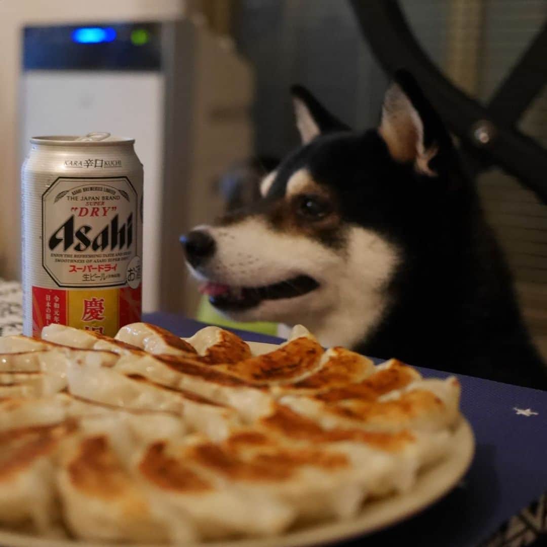 のインスタグラム：「🍺🥟🐕 #大阪王将 #大阪王将冷凍餃子 #冷凍餃子 #スーパードライ #アサヒスーパードライ  #アサヒビール #lovebeer #黒柴 #柴犬 #和犬 #日本犬 #晩酌犬 #座敷犬 #犬のいる暮らし #犬のいる生活 #わんこと一緒 #わんこのいる暮らし #柴犬のいる暮らし #柴犬の癒し #柴犬と一緒 #わんこのいる生活 #ふわもこ部 #わんだフォ #わんだふるJapan」