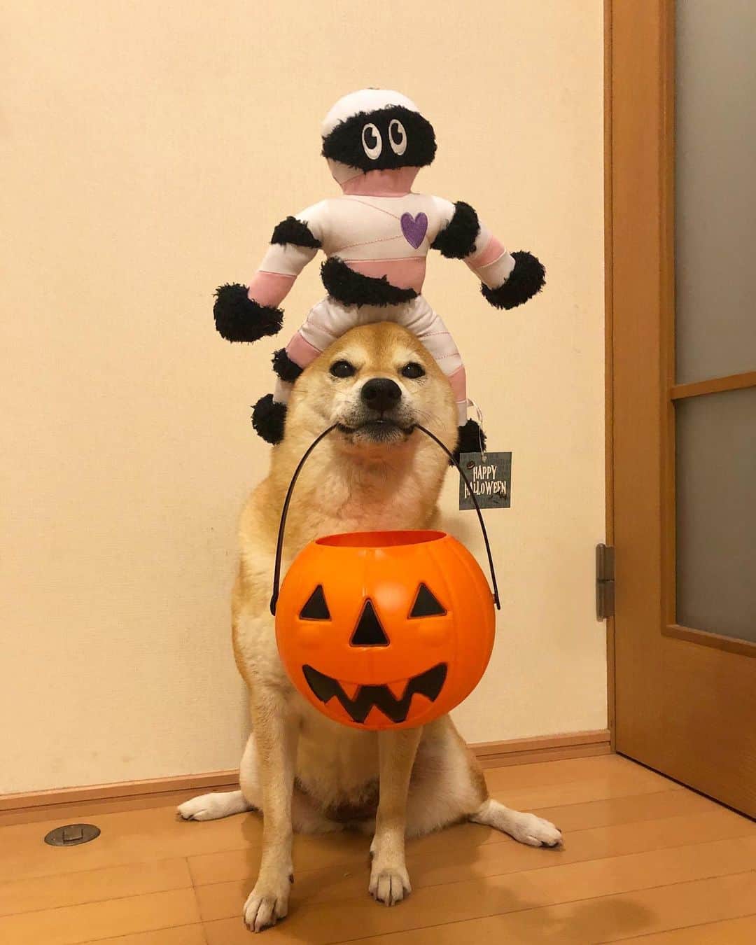 マロたんのインスタグラム：「🎃👻💀 台風が何事もなく過ぎてくれないとハロウィン楽しめない🎃こっち来ないで😭 #ドギボ #doggybox #shiba #shibainu」