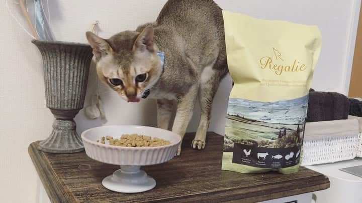 モルト♡Malt(Singapuracat)のインスタグラム：「新しくキャットフードを試してみたら、モルちゃんが想像以上に気に入ってくれて嬉しい😭🙏✨ 袋を開けてみたら香りもキツくなく自然な素材の香りなのに食い付きがいいのが不思議でした。もし食い付きが良くない場合に使える鯛の粉末も付いていたけど、今のところ無くても良さそう☺️ すごい好き嫌いが激しくて中々食べるフードが無くて困ってたんだけど、何種類かローテーションしたいから本当に助かった❣️ * 台風の為の非常時バッグに追加しよう。 ポータブルケージも追加で買ったからまた載せます😸みんな台風対策してますか？ 食料や日用品を買い溜めして、物干し竿もスリッパも家に仕舞ったんだけど、一戸建ての方はもっと対策大変だよね。みんな無事に過ごせますように。 * @regalie_catfood  #レガリエ #レガリエキャットフード #regalie #国産 #無添加 #グレインフリー #ヒューマングレード」