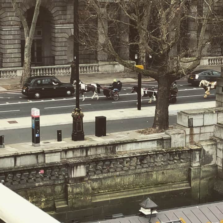 のインスタグラム：「British daily life. 🐎 #Horse #UnitedKingdom #England #London #英国 #イギリス #イングランド #ロンドン #馬 #日常的に #馬がいる」