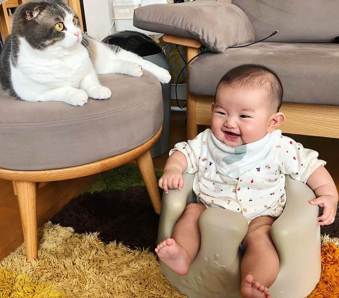 のインスタグラム：「. 1ヶ月前のママ千代&ムスメの テレビタイム👶🏻😽💗 大きくなったね . . 4枚目のふたりの顔www . . ⬇️⬇️👶🏻😽💕⬇️⬇️ #まんまるとムスメ . 本日ムスメのアカウント作りました 👉　@chiyo.mame_baby  です👶🏻 . . #ScottishFold #スコティッシュフォールド #ねこ部  #猫#子猫#ScottishFold_Mamechiyo #まん丸ねこ部  #catsofworld #cat #cats #catstagram #kitten #kitty #petstagram #petsagram #catoftheday #baby#catsofinstagram #ilovemycat #instagramcats  #赤ちゃんと猫 #猫と赤ちゃん #赤ちゃんのいる生活  #生後5ヶ月 #赤ちゃん#ママ千代　#バンボ　#bumbo」