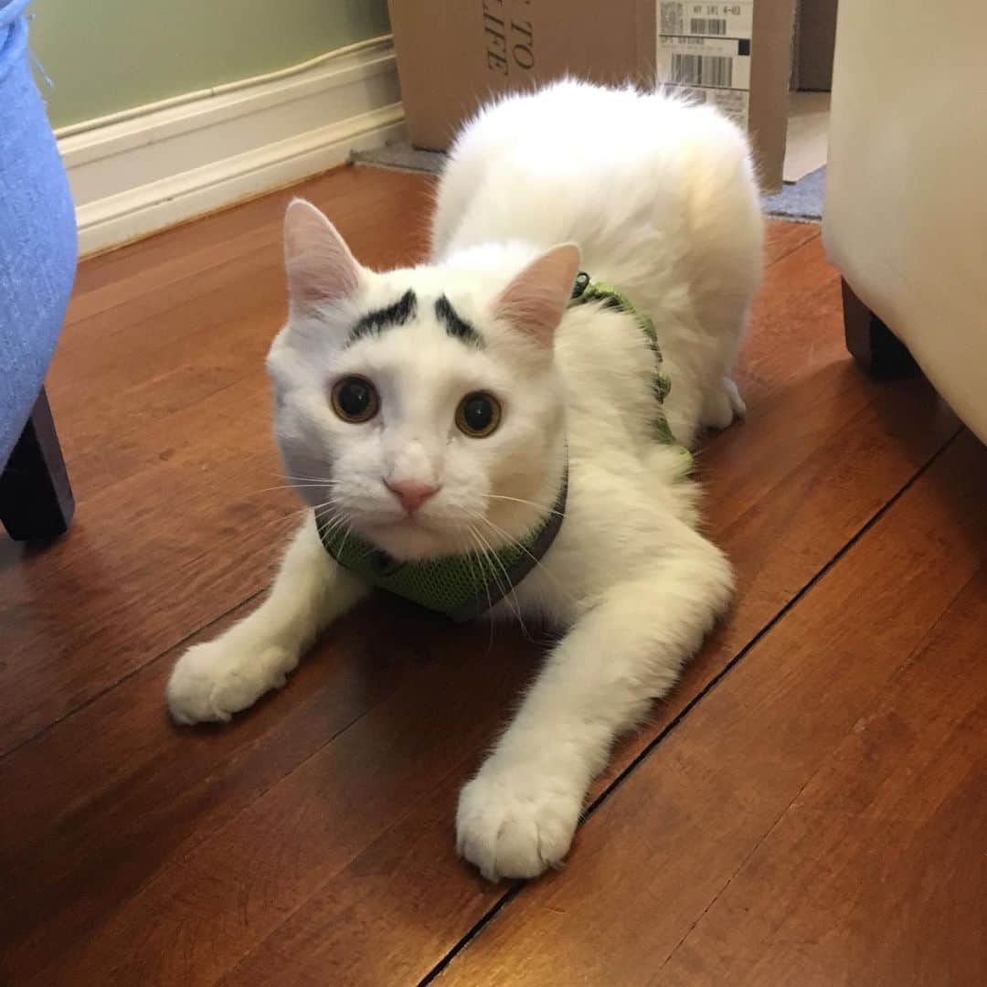 Samのインスタグラム：「Cute but psycho 🙃」