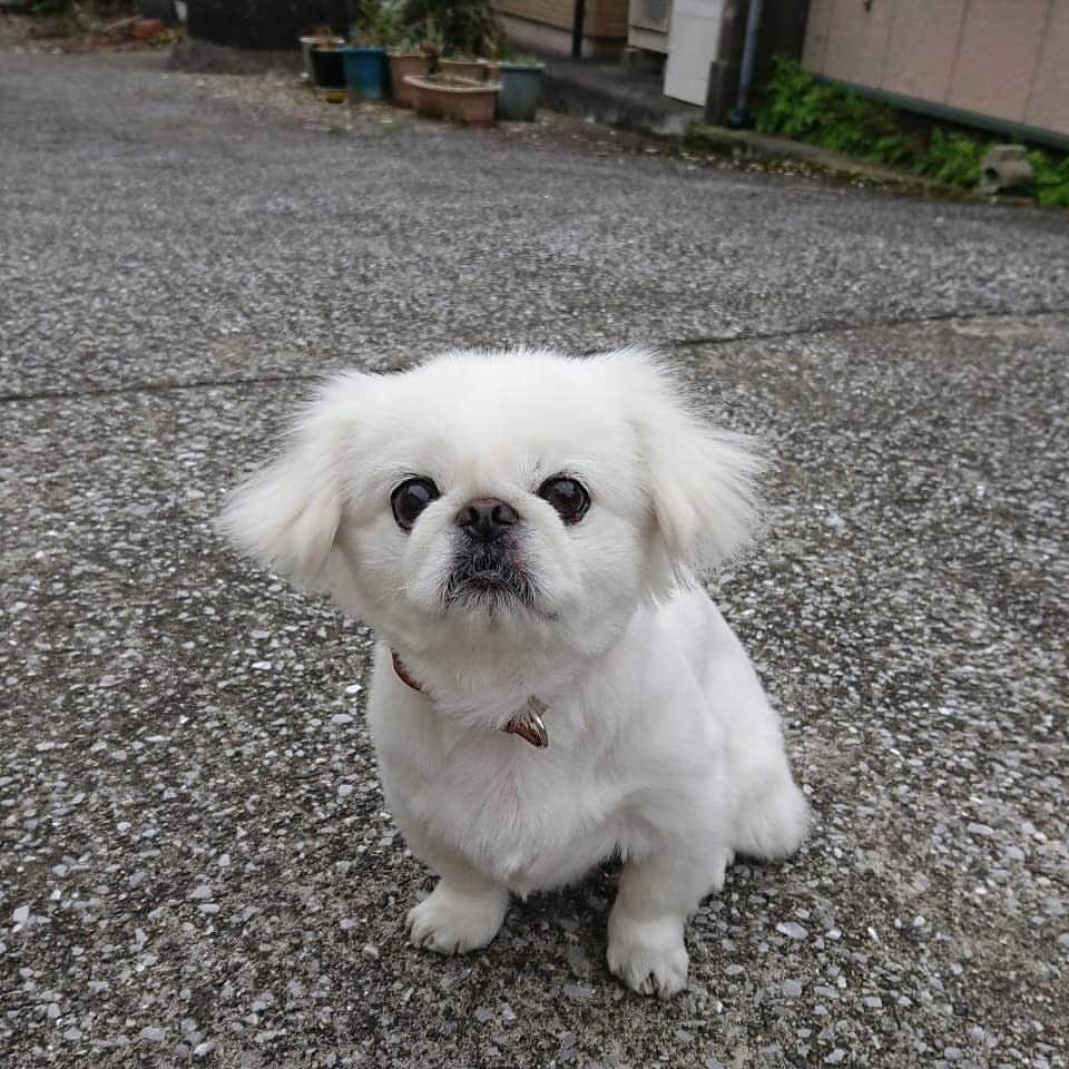 のインスタグラム：「#ペキニーズ #ぺきにーず #白ペキニーズ #Pekingese #pekingese  #pekingeselove #pekingesesofinstagram  #pekinese #pekistagram  #japanese #japan #dogstagram  #dogs #dog #japanesedog #japanesedogs #doglover #love #iloveyou #ilovedogs #京叭狗 #페키니즈 #cute #cutedog  #ハロウィン #愛犬 #わんこ #犬 #エブリドッグ #ZIP写真部」