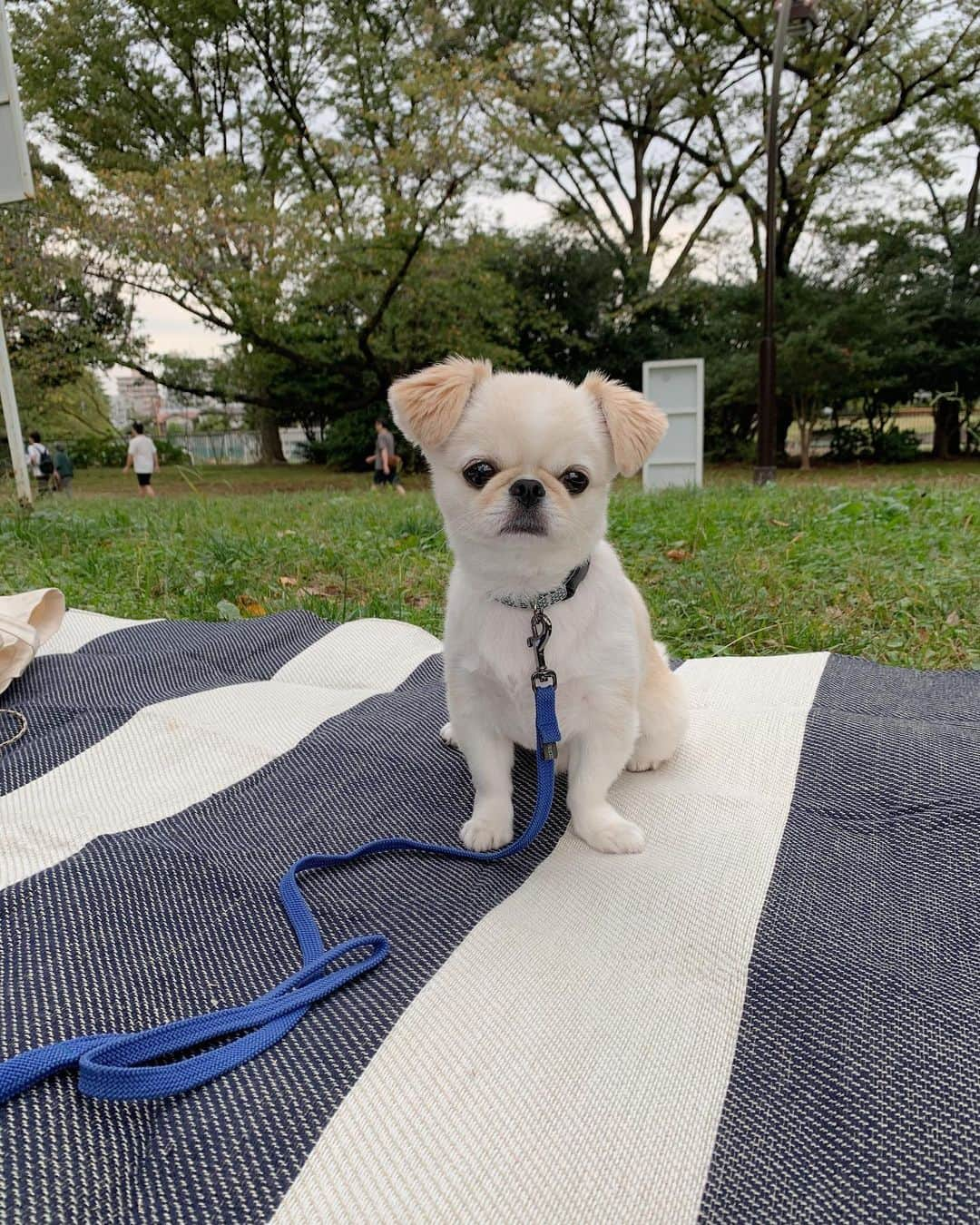 おもちくんさんのインスタグラム写真 - (おもちくんInstagram)「台風こわいよ🌪 みんな気をつけるでござるよ🐵🌪」10月11日 21時17分 - omochi_kun