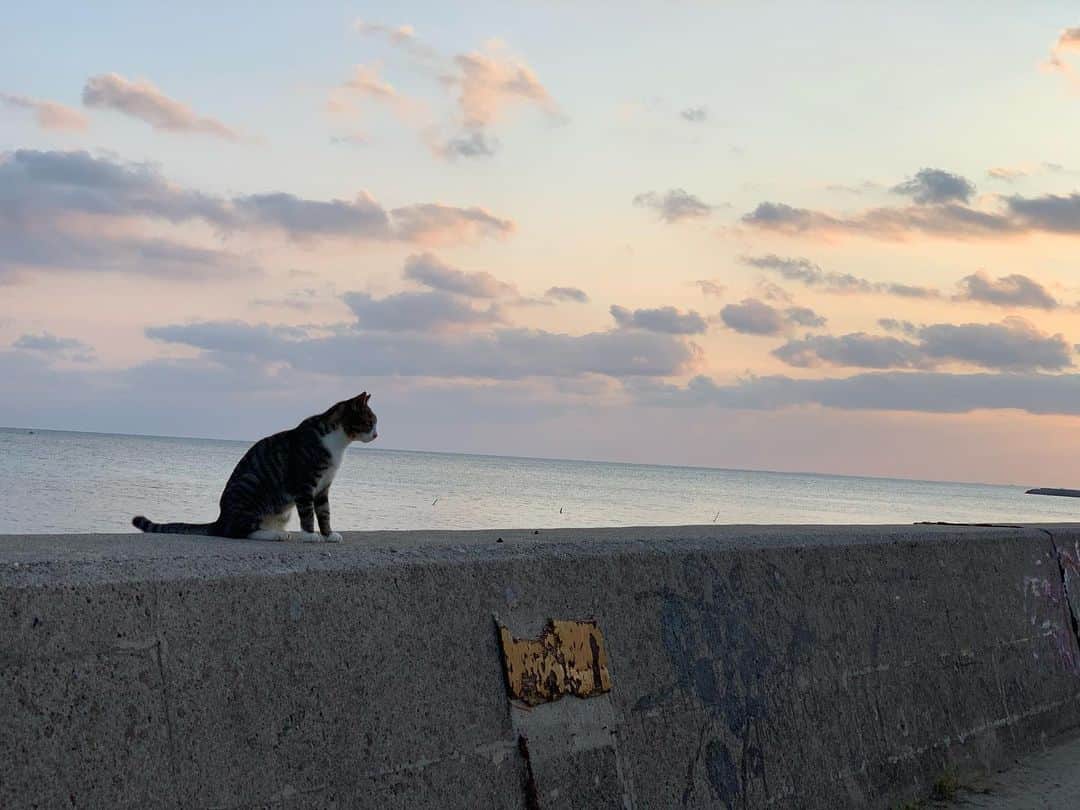 桃乃木かなさんのインスタグラム写真 - (桃乃木かなInstagram)「海も勿論綺麗だったんだけど1番癒されたのが猫島って呼ばれてる所🐱 テレビとかで見た事はあったけど本当に人馴れしてて可愛らしかったよ😊💓 でもまだまだ堪能しきれてない所が沢山あるのでまたお仕事ででも来れたらいいな🍑🏡 #南ぬ浜町」10月11日 22時45分 - kana_momonogi