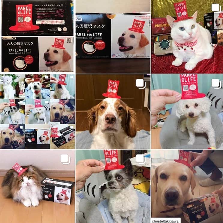 贅沢マスク公式アカウント＿原田産業のインスタグラム：「★Panel for Lifeキャンペーンのお礼★. 皆様こんばんは！ 一般財団法人クリステル·ヴィ·アンサンブル様のPanel for Lifeプロジェクトと大人の贅沢マスクのコラボレーションパッケージマスク、、覚えていらっしゃいますでしょうか？？ パッケージの帽子ラベルの写真と#贅沢マスクでつなげる命 #命のパネル をインスタにご投稿して頂くと1投稿=1円がクリステル財団様に募金されるキャンペーンです！⭐️ 2019年2月1日-6月30日の5ヶ月間でたくさんのご投稿を頂きました！🙇‍♀️🙇‍♂️ 皆様からの温かいご投稿は1件1件読ませて頂き、皆様の想いをしっかりとクリステル財団様へ届けさせて頂きます！！！ ご参加頂きました皆様には厚く御礼申し上げます。本当にありがとうございました！😊🐾🐾🐾 プレゼントご当選者の皆様には別途ご連絡を差し上げます！ 当選の発表までお時間を頂戴し大変申し訳ございません。🙇‍♂️🙇‍♀️ 引き続き、一般財団法人クリステル·ヴィ·アンサンブル様並びに大人の贅沢マスクを宜しくお願い致します！⭐️✨ *本キャンペーンコラボパッケージマスクはすべて完売致しました。本当にありがとうございました😊。 *募金に関する詳細は原田産業（株）の公式HPにて近日中に公開予定でございます。」