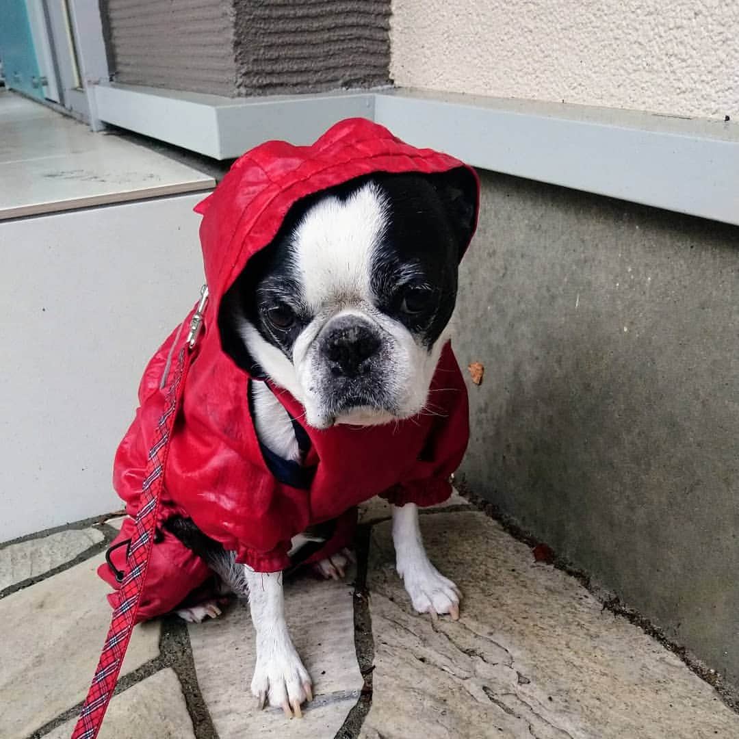 近江谷太朗さんのインスタグラム写真 - (近江谷太朗Instagram)「どしゃ降りで愛犬さくらが、家の軒下から動こうとしない😥さっきから「散歩行きたくないでしょ。パパも行きたくないんだよ。ここでｵﾁｯｺしていいんだよ」と何回も言い続けてるんだけど、わかってもらえない😭一瞬でいいからやんでくれーーーーー！」10月12日 10時25分 - tarooumiya