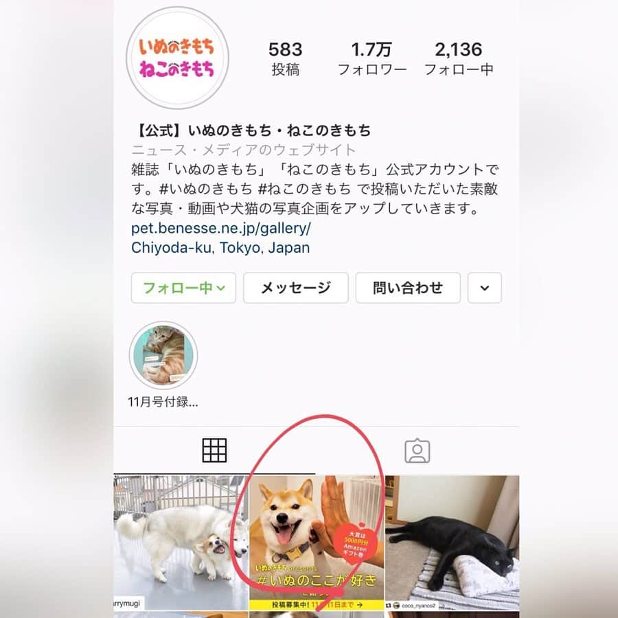 豆柴にこちゃんさんのインスタグラム写真 - (豆柴にこちゃんInstagram)「🐶 おはよー アンニュイなアングルで 朝からおしらせ❣️ . #いぬのきもち  のサイトに、 にこの記事が載ってるよ🐕 . 11/1の #いぬの日 に向けて、 #いぬのここが好き . というテーマで私もほんのり インタビューに答えてます🎤 . にこと出会ったきっかけや にこの好きなところとかが 書かれてるのでよろしければ❣️ . 💡プロフィールのURLから見れるよ . あと、#いぬのここが好き っていう投稿募集してるみたいだから 詳しくはこちらで⇩ @inunekome 4枚目の赤丸投稿をチェック！ . 賞品もあるってー🎁 犬の好きなところ多すぎて選べないよね。 . #みやぞん や、お友達のこてつくん  @ganchi_with_kotetsu も出演✨ . #柴犬#豆柴#pecoいぬ部#犬#わんこ#犬#ここ柴部#shibainu#dog#mameshiba#pecotv#dog#いぬのきもち部#しばいぬ#しばけん#こいぬ#シバイヌ#いぬ#イヌ#赤柴#マメシバ#ペット#日本犬#子犬#puppy#doggo#pet」10月12日 9時10分 - nikochan.mame48