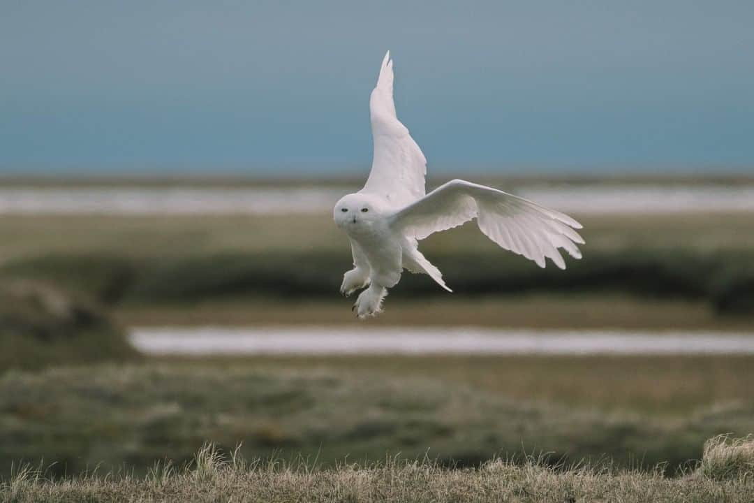 National Geographic Travelさんのインスタグラム写真 - (National Geographic TravelInstagram)「Photo by @kiliiiyuyan | A snowy owl flies over the tundra at Alaska’s Teshekpuk Lake, hunting for lemmings in this boom year. Snowy owls consume an average of 4-5 lemmings per day. This male’s pure white coat is another adaptation to the Arctic cold— feathers without pigment have more space to trap insulating air inside them. Follow me, @kiliiiyuyan, for more from the Arctic and beyond. #snowyowl #arctic #ukpik」10月12日 9時04分 - natgeotravel