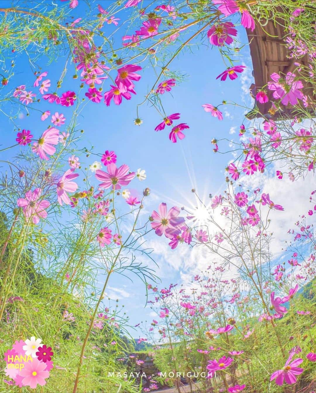 はなまっぷ❁日本の花風景さんのインスタグラム写真 - (はなまっぷ❁日本の花風景Instagram)「🌼🌸はなまっぷの秋桜まつり🌸🌼 * @mori_masa0612 さんの 秋桜に花まるを💮 * 雨にも負けず風にも負けず可憐でひたむきな秋桜をありがとうございます😊🌸 * 兵庫 Hyogo Pref. * 🌼コスモスの花言葉🌼 乙女の真心、調和 * 🌸•••🌼•••🌸•••🌼•••🌸•••🌼•••🌸 * 🌼🌸はなまっぷの秋桜まつり🌸🌼 〜10/31頃まで #はなまっぷ  のタグの中から、秋桜のお写真をご紹介させていただきます。期間中はランダムに、複数枚投稿でもご紹介させていただく場合がございます。 * #秋#秋桜#コスモス#花#花畑 * 🌸•••🌼•••🌸•••🌼•••🌸•••🌼•••🌸 *」10月12日 9時24分 - hanamap