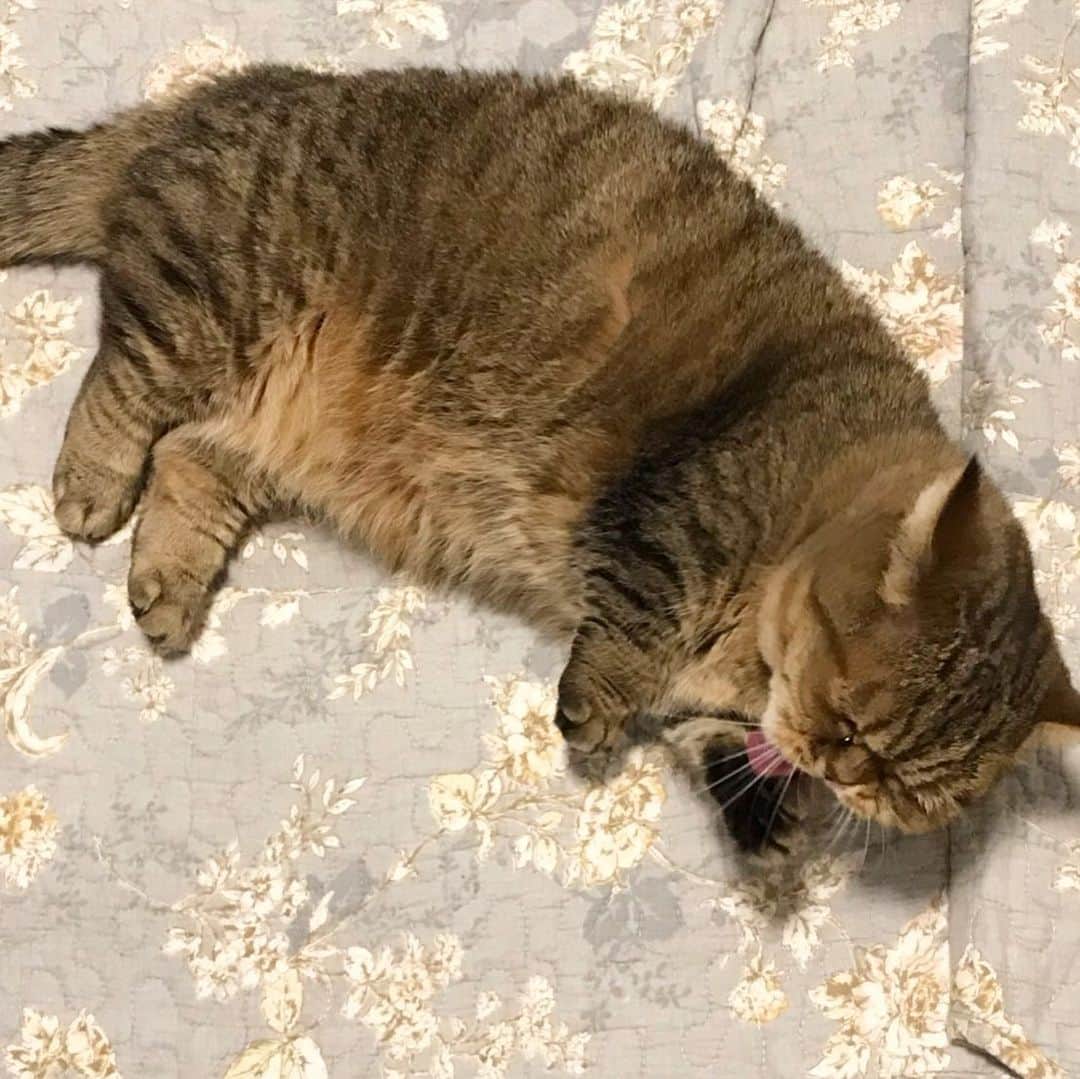 中島早貴さんのインスタグラム写真 - (中島早貴Instagram)「みんなぁ 台風には気をつけてねぇ😢 こーゆー時はじっとしてるのが一番かもにゃ。 もう、ひと眠りしよーっと。 - #猫のいる暮らし #ルナのいる暮らし」10月12日 9時46分 - saki__nakajima__uf
