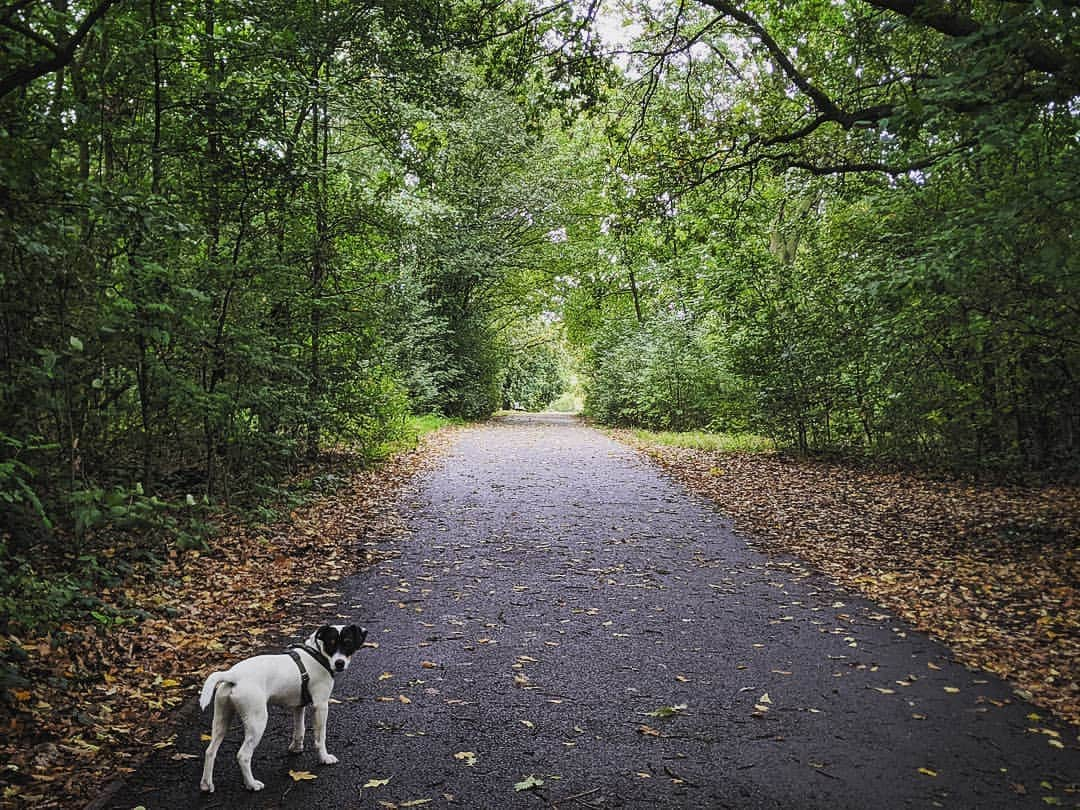 ローラ・カーマイケルさんのインスタグラム写真 - (ローラ・カーマイケルInstagram)「🍂🍃🍂🍃」10月12日 1時32分 - larrycarmichael