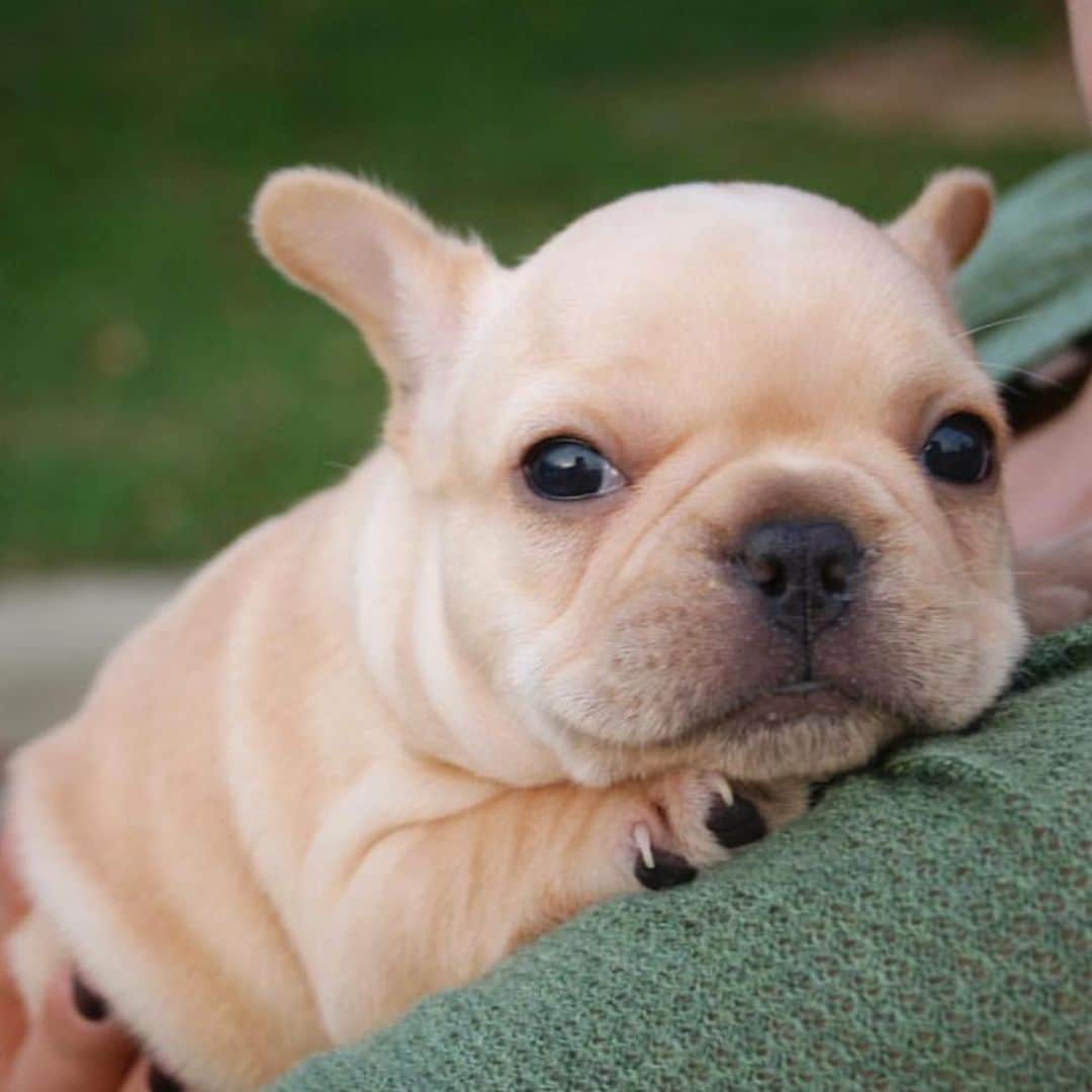 Hamlinのインスタグラム：「It was 10 years ago today that my humans picked me up for my 1st 4-hour road trip to my new home in Chicago. It’s crazy to think that I’ve been on this planet since 2009, the same year that Obama became president, Michael Jackson passed away, and waffles became the country’s favorite breakfast pastime (or at least in my book). .......... #gotchaday #throwback #friday」