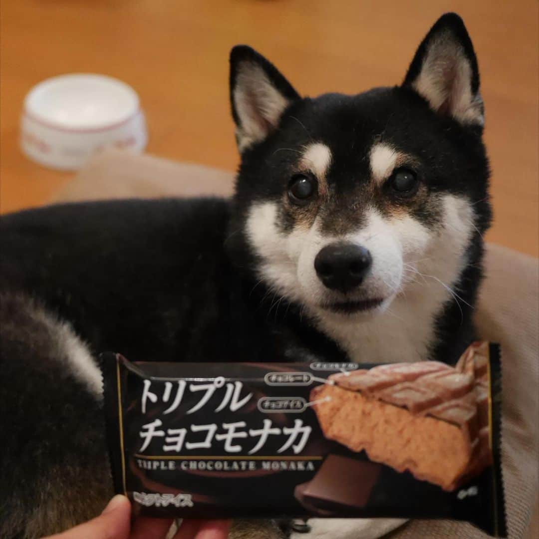 のインスタグラム：「トリプルチョコモナカ🍫 #トリプルチョコモナカ  #kuroshiba #blackshiba #shibainu #shibastagram #instadog #dogstagram #柴犬 #黒柴 #黑柴 #日本犬 #和犬 #シニア犬 #癒し犬 #いぬら部 #ふわもこ部 #柴犬部 #モフモフ生命体 #柴犬のいる暮らし #わんこのいる暮らし #わんこのいる生活 #わんこと一緒 #わんダフォ #わんだふるjapan」