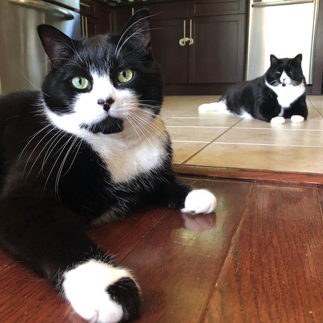 Tuxedo Cat Brosのインスタグラム：「These two are clearly sick of my antics. 🙄📸 #tuxedocat #tuxedocatsofinstsgram #tuxielove #tuxies #tuxedocats #tuxiesofinstagram #tuxedocatsofig #catsofinstagram #catsoftheday」