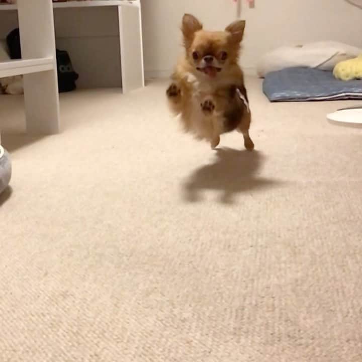 kayoのインスタグラム：「* * ストーリーにも載せたけど 笑顔で走って来るくりおが可愛すぎるから こっちにも載せちゃちます😁❤️ * * kulio❤️ * * #chihuahua#chihuahualove#dogstgram#dog#instadog#チワワ#チワワ大好き * *」