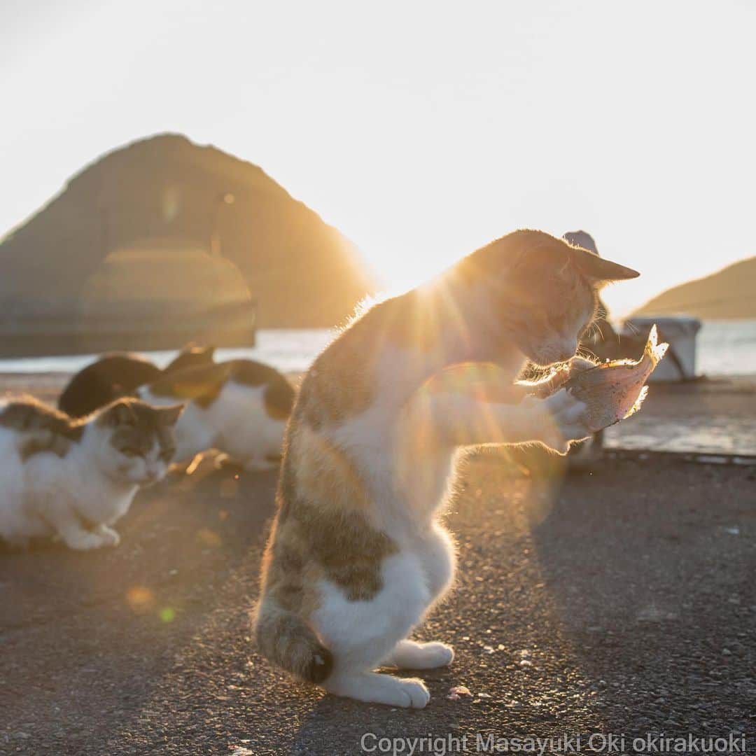 Masayukiさんのインスタグラム写真 - (MasayukiInstagram)「早朝のよろこび。  おはようございます。 Good morning from Tokyo Japan 🌀  #cat #ねこ」10月12日 8時46分 - okirakuoki