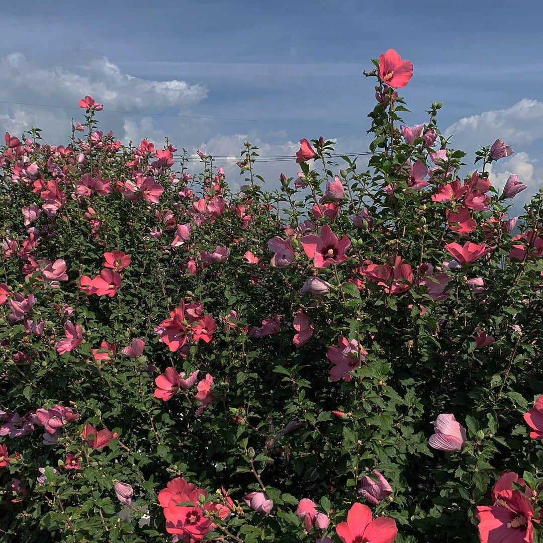 原涼香のインスタグラム：「🌺🌺」