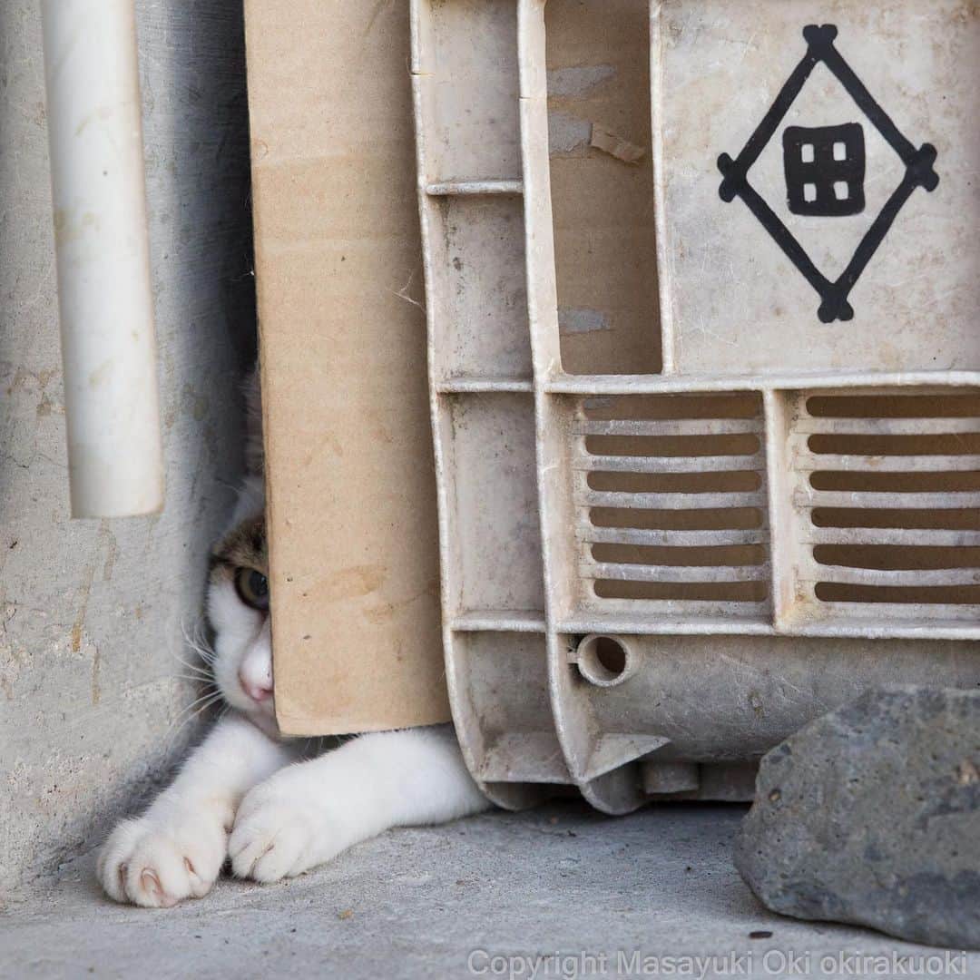 Masayukiさんのインスタグラム写真 - (MasayukiInstagram)「隠れるの好き。  #cat #ねこ」10月12日 18時27分 - okirakuoki