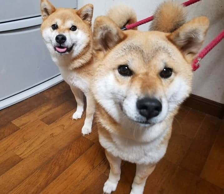 柴犬たま Shibainu Tamaさんのインスタグラム写真 - (柴犬たま Shibainu TamaInstagram)「今夜が大雨＆暴風のピークです‼️ 該当地域の皆様、どうかお気をつけて💦最大級の警戒と対策、早めの避難を心掛けてください💨💨 * たまミケは安全に過ごせていますのでご心配なく😌 これ以上被害が拡大しませんように🙏 * #柴犬たま #たママ #たま家族 #柴犬ミケ #妊婦ミケ #舌ぺろ #かなりひし形 #カモメ眉 #カモメ眉毛 #両津勘吉 #柴犬 #shiba #shibainu #shibastagram #犬 #dog #多頭飼い」10月12日 19時13分 - tama7653