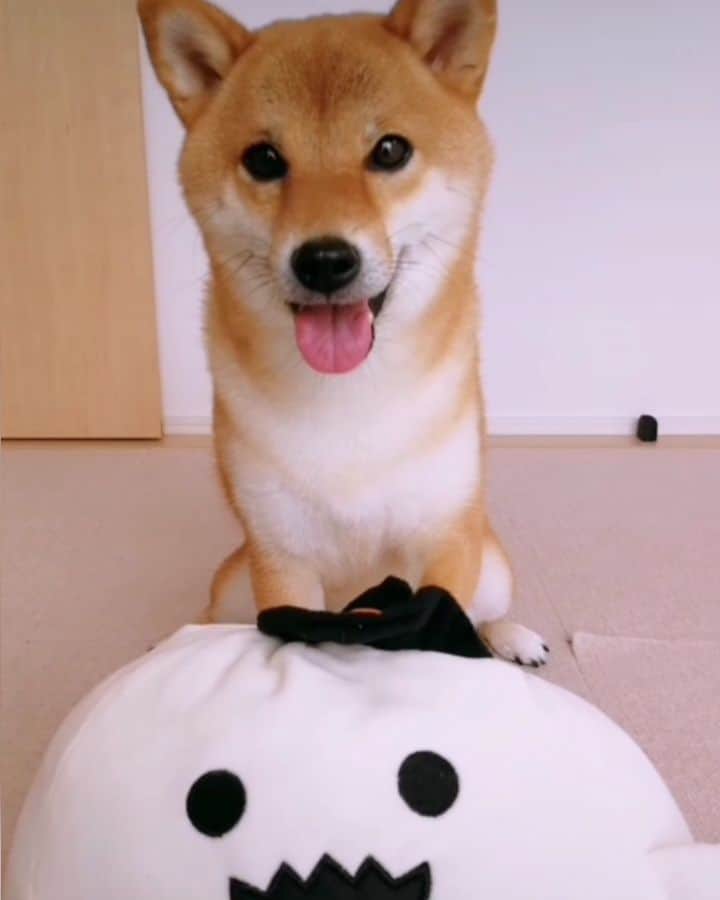柴犬コマリのインスタグラム