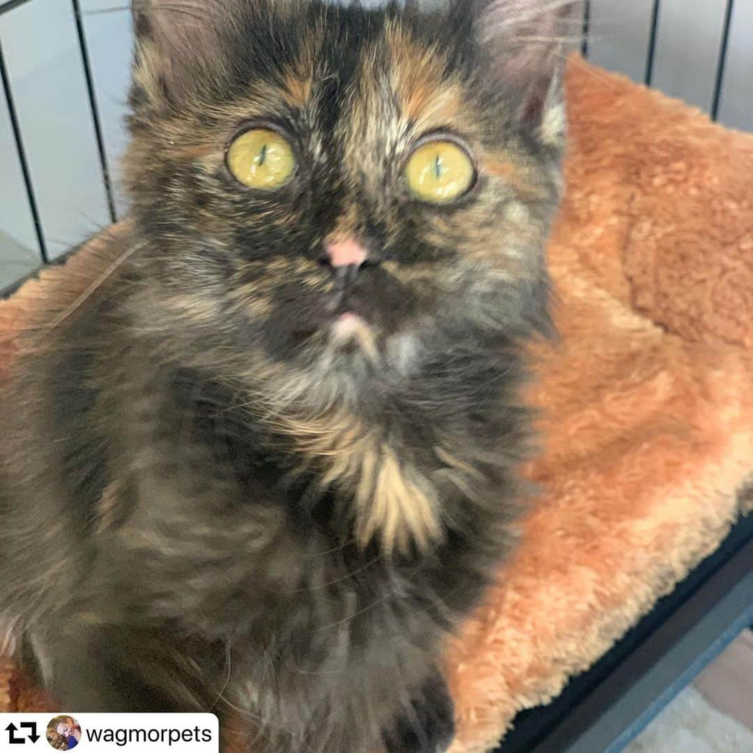 エレン・デジェネレスさんのインスタグラム写真 - (エレン・デジェネレスInstagram)「#repost @wagmorpets ・・・ Hi Portia #kittens @theellenshow #rescuecats Portia and Ellen are very bonded. We would love for them to go together!  Who wants to give two gorgeous girls a home.  #wagmorpets」10月12日 11時13分 - ellendegeneres