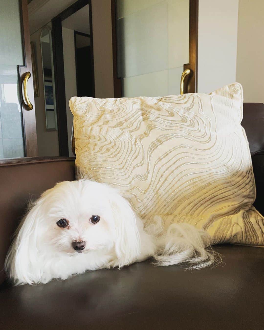 MILANOのインスタグラム：「トリミング前なのでモシャコナ。台風怖いなあ。🐶 #コナタソ #KONA #マルチーズ #いぬ #犬 #ペット #いぬバカ部 #かわいい #dog  #instagood #maltese #ふわもこ部 #愛犬 #わんこ #ペット #いぬ #いぬすたぐらむ #ワンコ #犬のいる暮らし #小型犬#dogs_of_instagram #pet #pets #dogstagram #lovedogs #doglover #instadog」