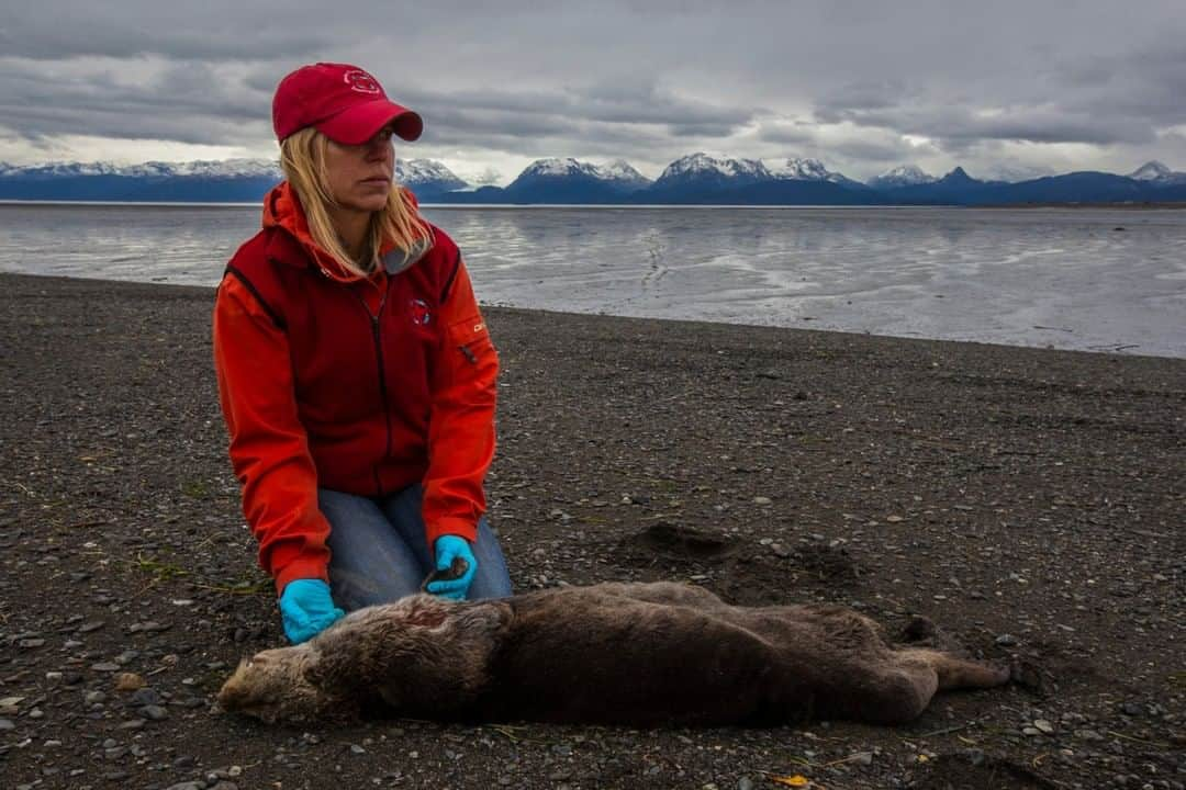 ナショナルジオグラフィックさんのインスタグラム写真 - (ナショナルジオグラフィックInstagram)「Photo by Paul Nicklen @paulnicklen | Biologist Debbie Tobin holds the paw of a sea otter taking its last breath on the shores of Homer, Alaska. You could be a wildlife photographer for twenty years and never be prepared for what it's like to walk up to a dying sea otter, wheezing its last breaths. Beginning in 2013, a body of warm water, nicknamed "the blob," formed in the Gulf of Alaska. It morphed and it grew and it stretched all the way to Mexico, until it covered 3.5 million square miles, feeding toxic algae blooms that devastated marine life on the North Pacific coast for years. In 2015, some 300 sea otters were found dead or dying on beaches in Homer, Alaska. I will never forget the sounds they made. Warming water temperatures worldwide are a symptom of the climate crisis—the blob was like a fever. The American government recently announced that it intends to change the Endangered Species Act, making it easier to remove endangered species, like the sea otter, from the list. It also pits the value of protecting species up against the cost of losing revenue from industry. Research tells us that extreme events like the blob will become more common; if we continue to put industry and profit first, things will only get worse. To see a video of the tragic moment when a sea otter takes its last breaths, follow me @PaulNicklen. #TurningTheTide #ExtinctionEndsHere #ClimateChangeIsReal #ActNow」10月12日 11時35分 - natgeo