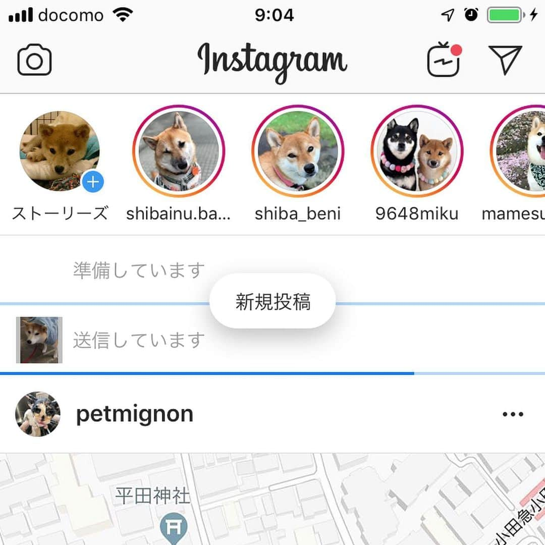 柴犬のモモさんのインスタグラム写真 - (柴犬のモモInstagram)「動画2つと写真1つ、まだ投稿出来ません。アプリ最新どころか再インストールまでしたのに。ネット環境の問題？」10月12日 11時41分 - shi_ba_i_nu_momo