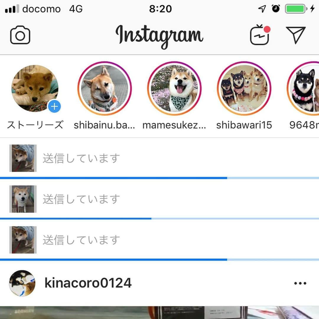 柴犬のモモさんのインスタグラム写真 - (柴犬のモモInstagram)「動画2つと写真1つ、まだ投稿出来ません。アプリ最新どころか再インストールまでしたのに。ネット環境の問題？」10月12日 11時41分 - shi_ba_i_nu_momo