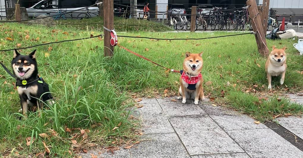 豆柴 サニーちゃんさんのインスタグラム写真 - (豆柴 サニーちゃんInstagram)「. . HELLO〜こんにちわん〜🐻🐻🐻 . 『めっちゃ柴距離』🤣🤣 . #さにたん九州大冒険  の思い出✨ 博多駅近くの公園にて🍀 . 平日の火曜日にも関わらず 沢山のお友達やわんちゃん来てくれて 本当に嬉しかったです〜🐻😭💕 みなさん、ありがとうございました〜 . 女性の方が多かったのですが 男性の方も仕事の合間をぬって来てくださったり いっぱいなでなでしてもらって さにたん嬉しそうでした❗️ . わんちゃん達も みんなお利口さんで優しくって 誰にもサニーパンチしなかったよ🐾多分…🐻 . 博多で楽しい思い出になりました また会えるの楽しみにしています🐻💕👩🏻 お土産も沢山いただきまして 本当にありがとうございました🌷 . 2枚目 集合写真(間に合わなかった方すみません💦) わんこは誰もこっちを見ていない…🤣🤣 . . #柴距離 #遊んでくれてありがとう #なでなでしてくれてありがとう #音羽公園 #博多駅 #楽しかったね💕 . #柴犬#豆柴 #赤柴 #まめしばいぬ#まめしば#いぬのきもち#ふわもこ部 #サンデイ#サンデイいぬ組#anicas#shiba_snap #shibainu #shiba#mameshiba #豆柴サニーちゃん」10月12日 12時29分 - sunny_rei_32