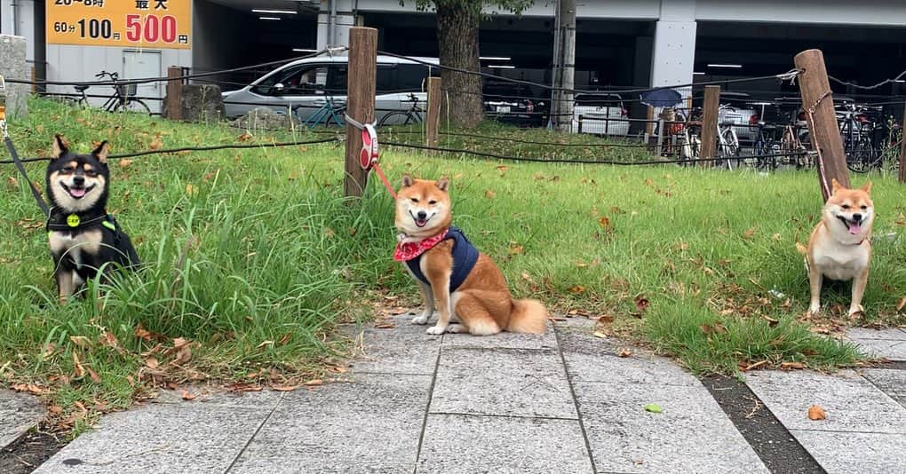 豆柴 サニーちゃんさんのインスタグラム写真 - (豆柴 サニーちゃんInstagram)「. . HELLO〜こんにちわん〜🐻🐻🐻 . 『めっちゃ柴距離』🤣🤣 . #さにたん九州大冒険  の思い出✨ 博多駅近くの公園にて🍀 . 平日の火曜日にも関わらず 沢山のお友達やわんちゃん来てくれて 本当に嬉しかったです〜🐻😭💕 みなさん、ありがとうございました〜 . 女性の方が多かったのですが 男性の方も仕事の合間をぬって来てくださったり いっぱいなでなでしてもらって さにたん嬉しそうでした❗️ . わんちゃん達も みんなお利口さんで優しくって 誰にもサニーパンチしなかったよ🐾多分…🐻 . 博多で楽しい思い出になりました また会えるの楽しみにしています🐻💕👩🏻 お土産も沢山いただきまして 本当にありがとうございました🌷 . 2枚目 集合写真(間に合わなかった方すみません💦) わんこは誰もこっちを見ていない…🤣🤣 . . #柴距離 #遊んでくれてありがとう #なでなでしてくれてありがとう #音羽公園 #博多駅 #楽しかったね💕 . #柴犬#豆柴 #赤柴 #まめしばいぬ#まめしば#いぬのきもち#ふわもこ部 #サンデイ#サンデイいぬ組#anicas#shiba_snap #shibainu #shiba#mameshiba #豆柴サニーちゃん」10月12日 12時29分 - sunny_rei_32