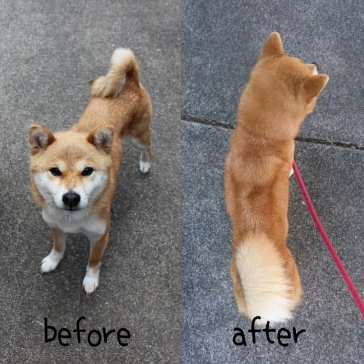 柴犬たま Shibainu Tamaのインスタグラム