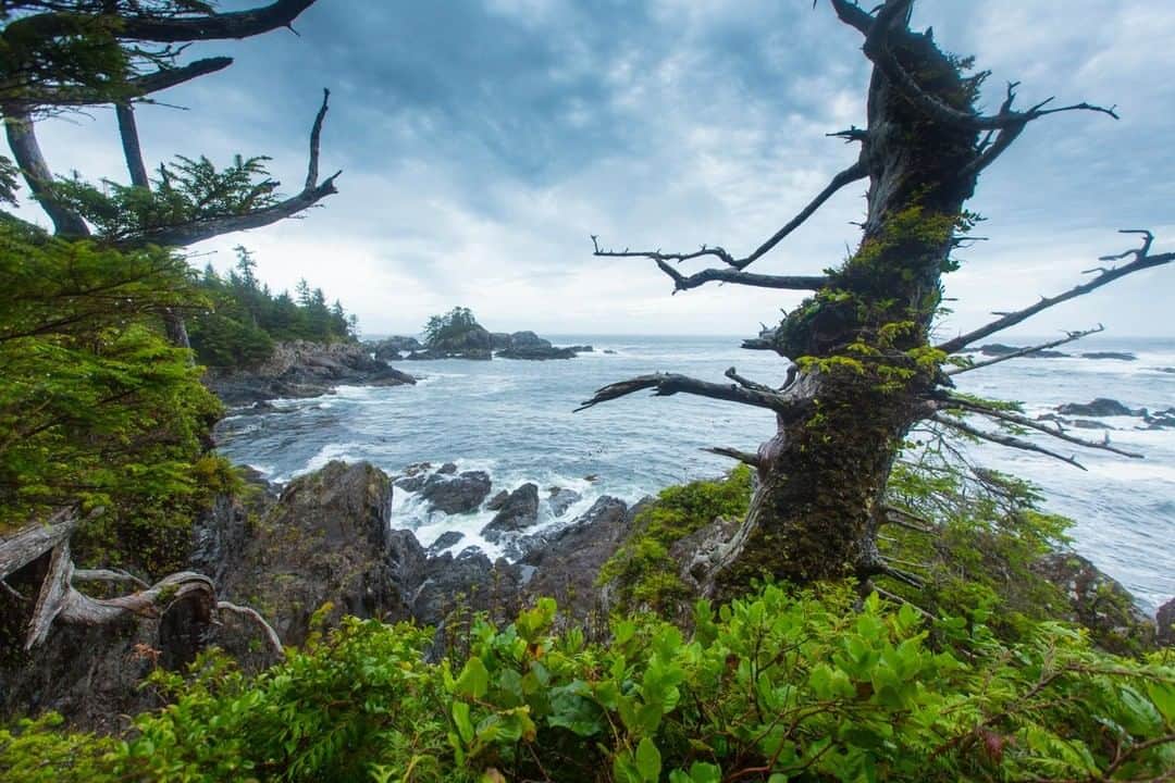 National Geographic Travelさんのインスタグラム写真 - (National Geographic TravelInstagram)「Photo by @emilypolar | A temperate rainforest meets a rugged coastline along the Wild Pacific Trail in Ucluelet on Vancouver Island. The southwestern portion of Vancouver Island is a preserve protected under the Pacific Rim National Park, covering 511 square kilometers of old-growth forests and breathtaking coastline. To see more of Vancouver Island and beyond, follow me @emilypolar. #Canada #VancouverIsland #Ucluelet」10月12日 17時08分 - natgeotravel