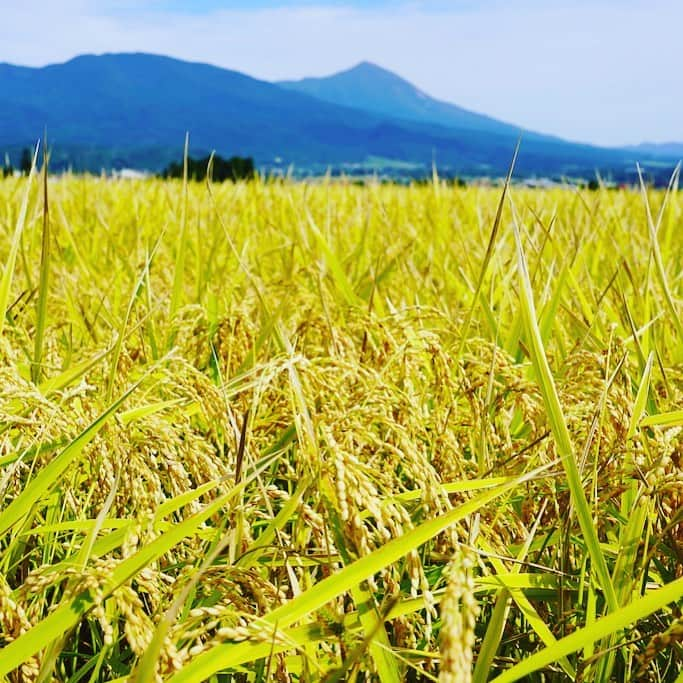 福島県さんのインスタグラム写真 - (福島県Instagram)「味わって！ 湯川村のお米 有数の米どころである会津盆地。そのまわりの山々から湧き出る水は湯川村に集まります。その豊かな水と粘土質の土壌がとびきりにおいしいお米を育てます。 #湯川村 #稲 #会津 #米 #福島 #ふくしま #ふくしまからはじめよう #来て #味わって #japanfood #fukushimafood #futurefromfukushima #fukushima #traveljapan #japantrip #explorejapan #japanadventures #japanholiday #beautifuldestinations #instatrip #art_of_japan #instagramjapan #japan_of_insta」10月12日 17時15分 - realize_fukushima