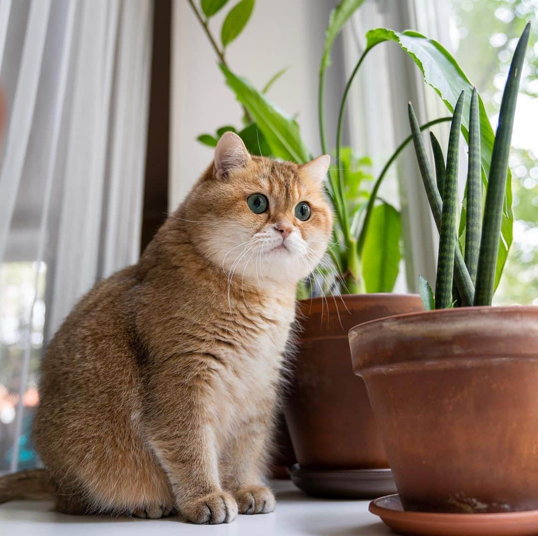 Hosicoさんのインスタグラム写真 - (HosicoInstagram)「Hello, little chickadee. 🐤」10月12日 17時29分 - hosico_cat