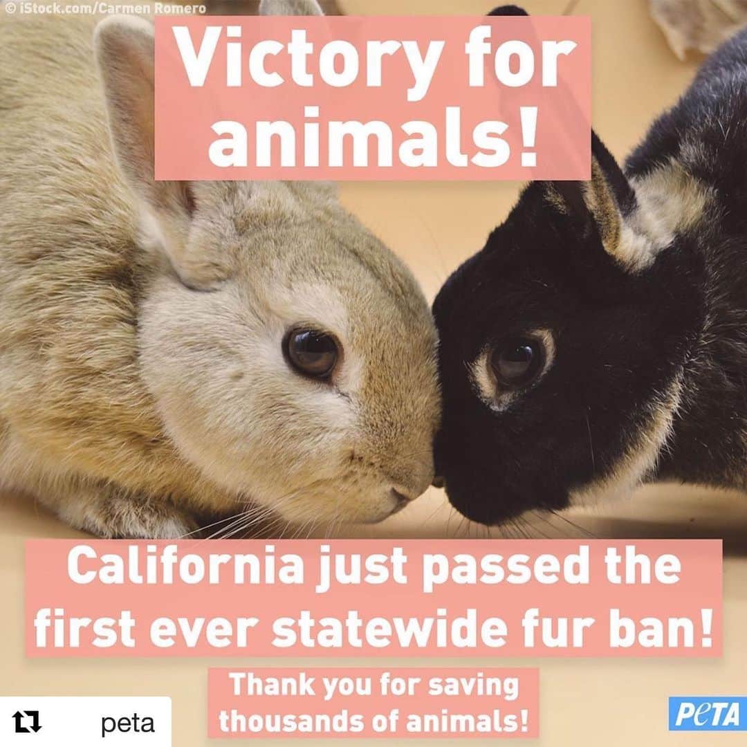 シェリ・ムーン・ゾンビさんのインスタグラム写真 - (シェリ・ムーン・ゾンビInstagram)「#Repost @peta with @get_repost ・・・ WE DID IT! California just passed the first EVER statewide ban on fur! The new law (bill AB 44) will spare thousands of rabbits, foxes, & other animals killed for fur.  #Animals #AnimalRights #Vegan #GoVegan #Veg #GoVeg #Dogs #EndSpeciesism #PETA #CAFurBan #Rabbits #Foxes #FurIsDead  #Fur #AB4  Thank you PETA for all your dedication and hard work to help animals🐾👍🏼🖤」10月13日 5時02分 - sherimoonzombieofficial