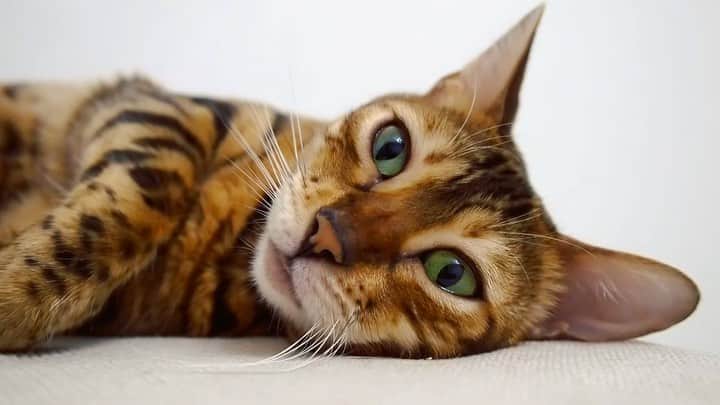 Celeb Bengal Cat · Simbaのインスタグラム：「The Most #Cute #Cat Video Ever 😻」