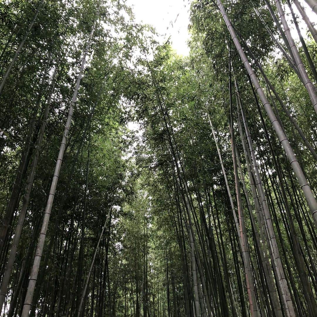 央雅光希さんのインスタグラム写真 - (央雅光希Instagram)「しばらく更新途絶えてしまってましたが、私はとても元気です！少し風邪こじらせたりしましたが、概ね元気です！ 10月頭にずーっと楽しみにしてたいつものメンバーと京都旅行に。 ぷるんっぷるんのわらび餅を食べ、初の嵐山の竹林に癒され、夜はホテルでバカな話でバカ笑いをしつつもいつも通りの時間に寝て、翌朝は最高に贅沢な朝ごはんを最高の景色の中頂きました。 最高の3日間。関西住んでるのに、敢えて旅行として京都に行ってみたら、それはそれでめちゃめちゃ楽しかったです。帰ってすぐもう集まりたかった。 次はいつ行けるかな♪どこ行こうかな♪ #京都 #わらび餅 #嵐山 #竹林  #いつもの四天王で #最高のメンバー 台風上陸しておりますね…皆さま、どうか身を守る行動を取ってください。お気をつけて！！」10月12日 20時11分 - tatatata_ayk