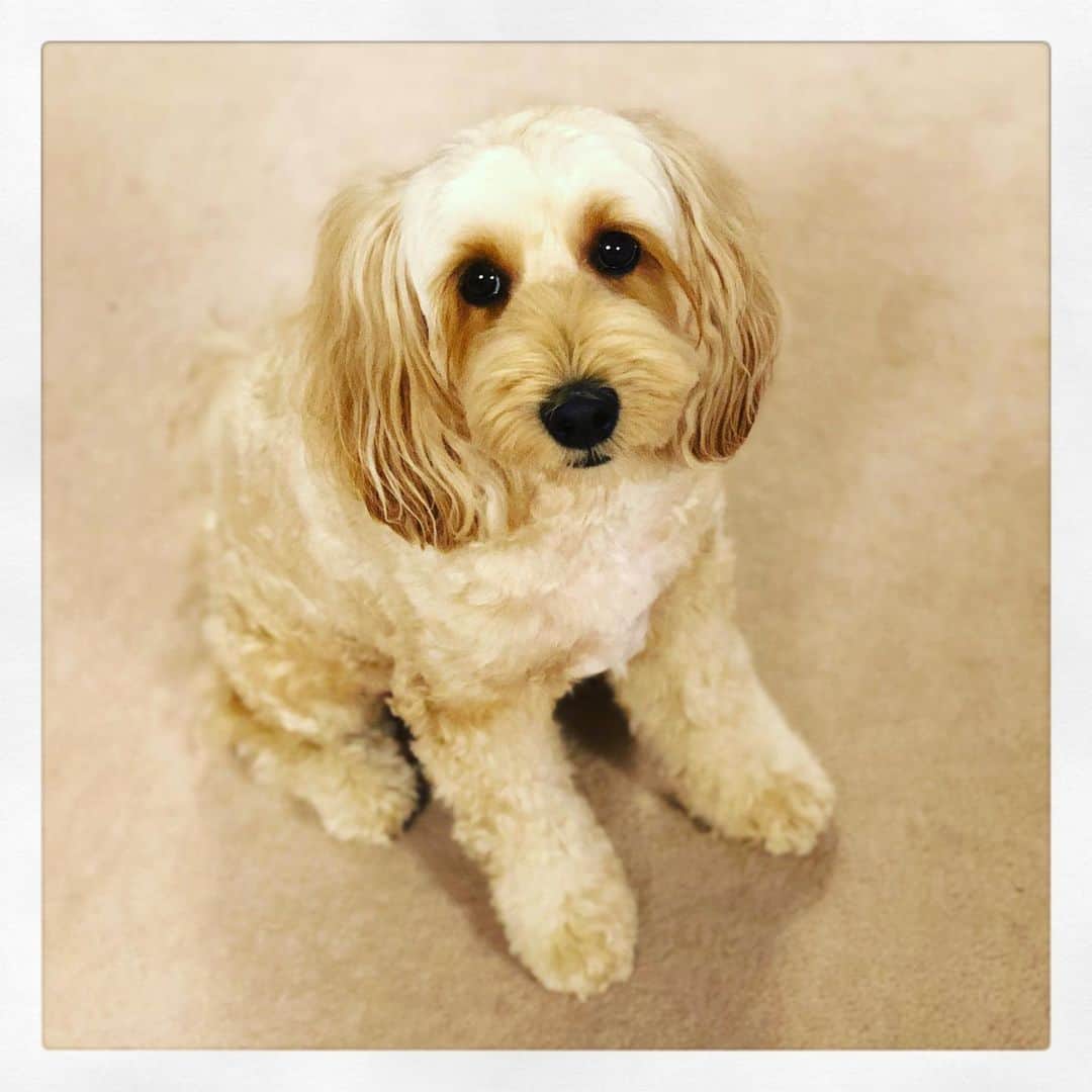 北山陽一のインスタグラム：「皆さんくれぐれもお気をつけて。おかきも心配しています。#きたやまおかき」