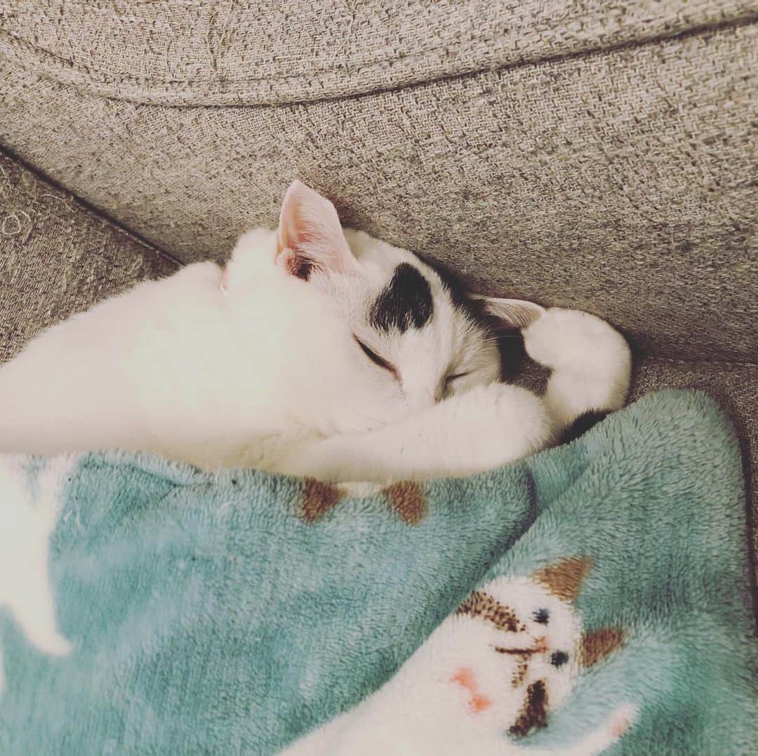 Siznaのインスタグラム：「#dura #cat #づら #猫 #sizna #雑種 #元地域猫 #ヅラ #ヅラ猫 #ヅラ猫部 #にゃんスタグラム #猫変態を増やそうの会 #台風19号　#豪雨の中寝る」