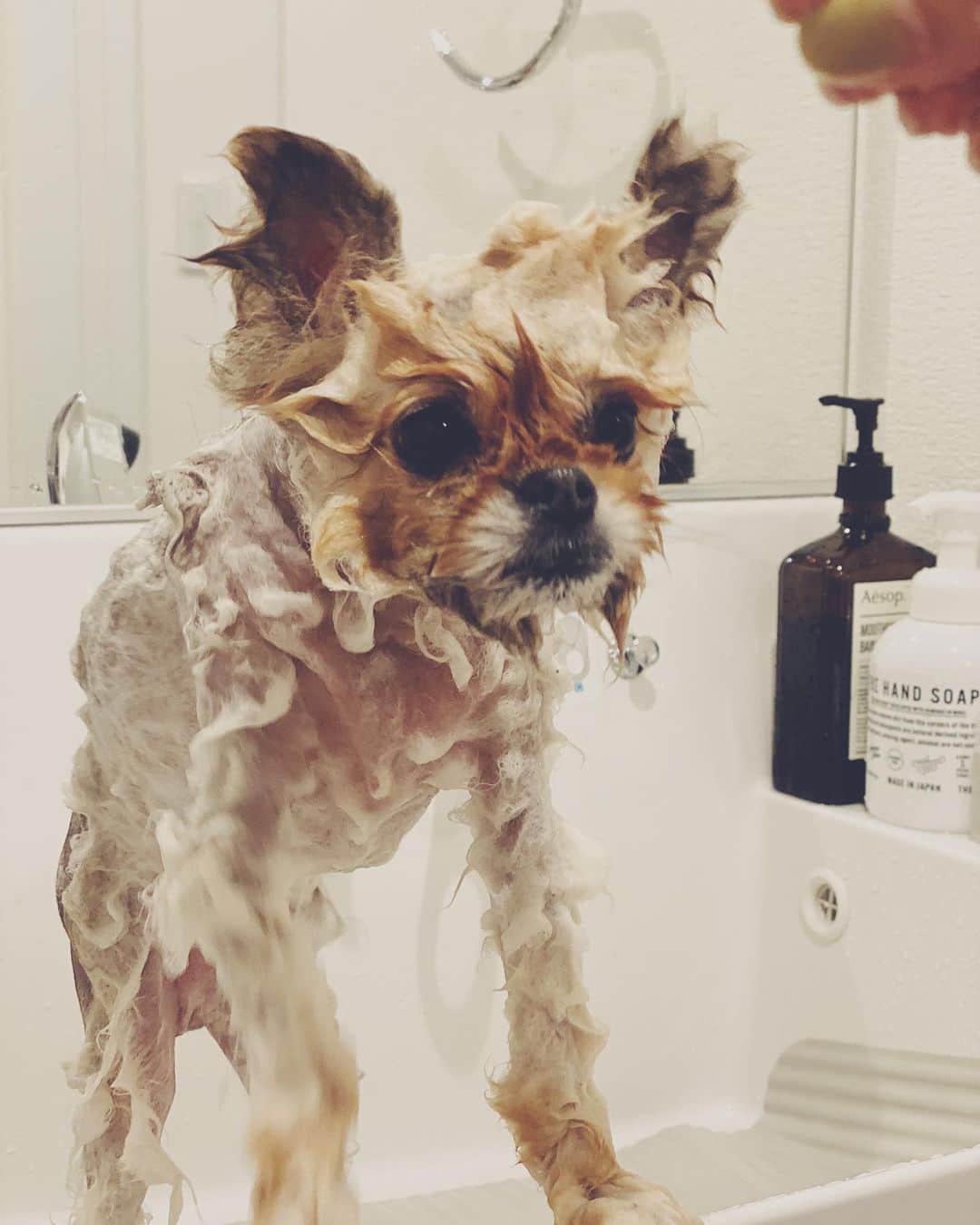 竹仲絵里さんのインスタグラム写真 - (竹仲絵里Instagram)「おうちシャンプー たけちよスッキリ🐶  今日は家で仕事。。。と思っていたけれど  家の区域も 避難警告発令され  慌てて準備し家族で避難  けれど、どこの避難所もペットがダメ。。。 そんなこんなで  都内の兄夫婦の部屋へ避難中です。。 皆さんもどうかご無事で。。。 #竹仲絵里 #Pomeranian #Adorable #ポメラニアン #犬バカ部 #ブサカワイヌ　#シャンプー　#ペット避難　#避難中　#台風19号」10月12日 20時53分 - eri_takenaka
