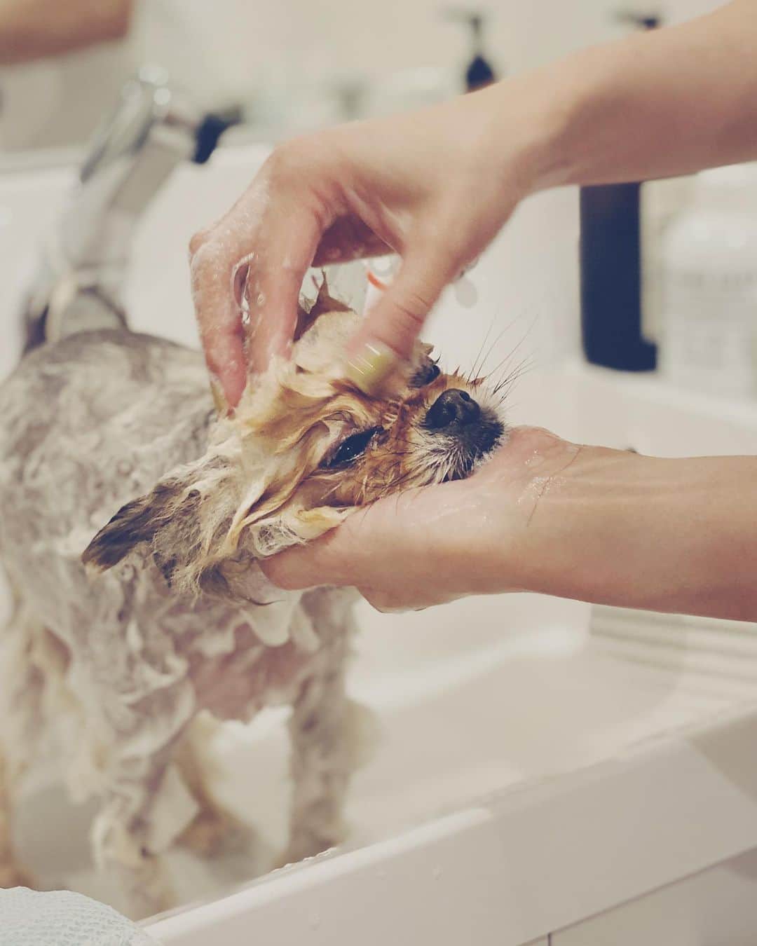 のインスタグラム：「おうちシャンプー たけちよスッキリ🐶  今日は家で仕事。。。と思っていたけれど  家の区域も 避難警告発令され  慌てて準備し家族で避難  けれど、どこの避難所もペットがダメ。。。 そんなこんなで  都内の兄夫婦の部屋へ避難中です。。 皆さんもどうかご無事で。。。 #竹仲絵里 #Pomeranian #Adorable #ポメラニアン #犬バカ部 #ブサカワイヌ　#シャンプー　#ペット避難　#避難中　#台風19号」