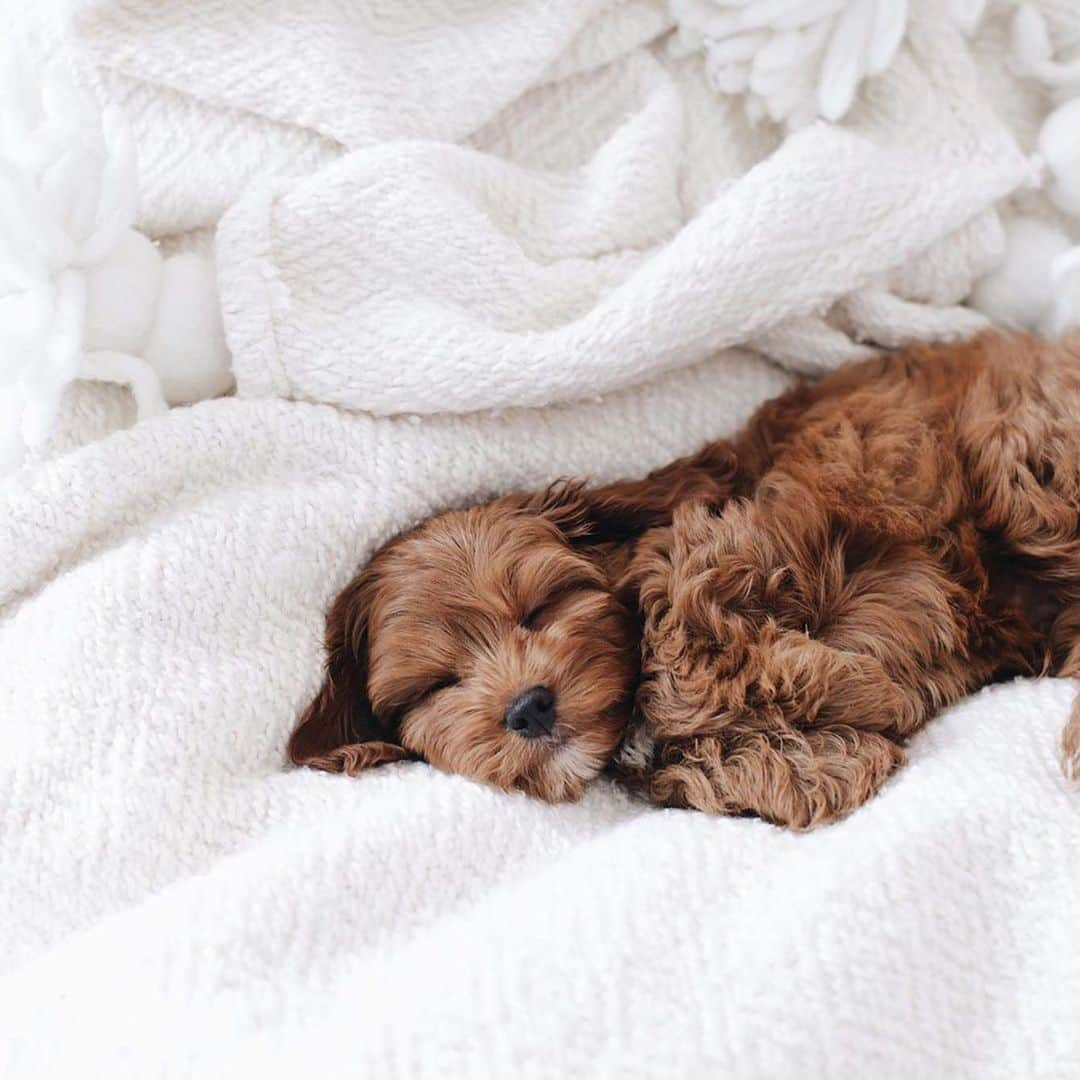 Anthropologieさんのインスタグラム写真 - (AnthropologieInstagram)「Live footage of us sleeping in 🐾 Photo via @mr.bentleythomas」10月12日 21時01分 - anthropologie