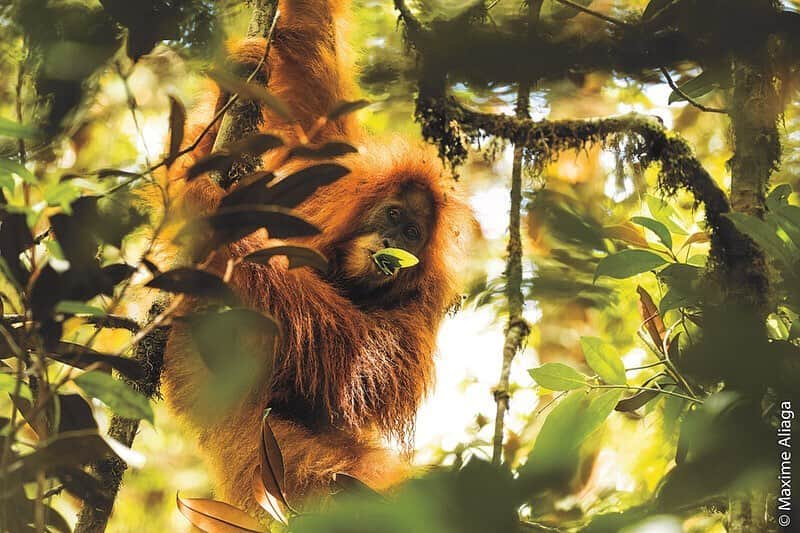 レオナルド・ディカプリオさんのインスタグラム写真 - (レオナルド・ディカプリオInstagram)「In 2017, this beautiful animal—the Tapanuli Orangutan—became the first great ape species identified since the Bonobo in 1929. Now, a mere two years later, the orangutan has joined a list of the world’s most imperiled primates, just published in a report, “Primates in Peril: The World’s 25 Most Endangered Primates: 2018-2020.” With 43 percent of the world’s primates classified as Critically Endangered or Endangered by the IUCN Red List of Threatened Species, the report is not just a warning, but a clear call for action, meant to spur conservation action and unlock support for the orangutan and 24 other species that made the list. @global_wildlife_conservation @bristolzoo 📷: @maxime_aliaga」10月12日 23時07分 - leonardodicaprio