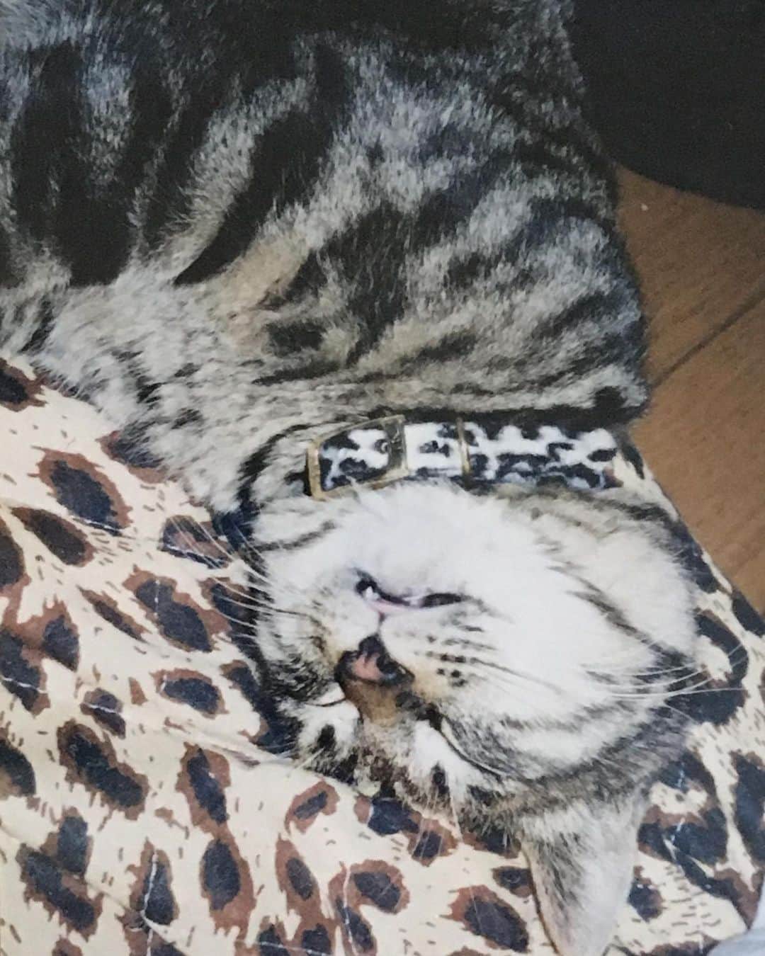 福山理子さんのインスタグラム写真 - (福山理子Instagram)「うちの猫たち。 #ぶさかわ猫 #懐かしい子たち #猫好き #ねこの想い出」10月13日 0時01分 - rikofukuyama